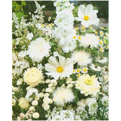 Letničky zmes - Záhradný sen v bielom - predaj semien - 0,9 g