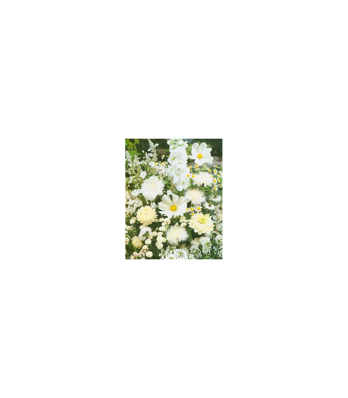 Letničky zmes - Záhradný sen v bielom - predaj semien - 0,9 g