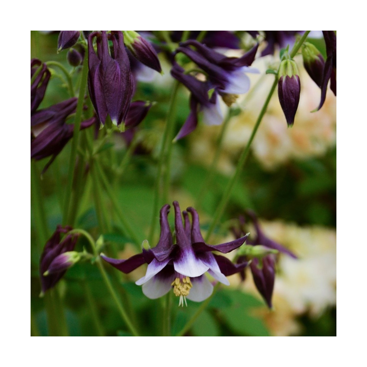 Orlíček William Guiness - Aquilegia - voľnokorenené sadenice orlíčka - 1 ks