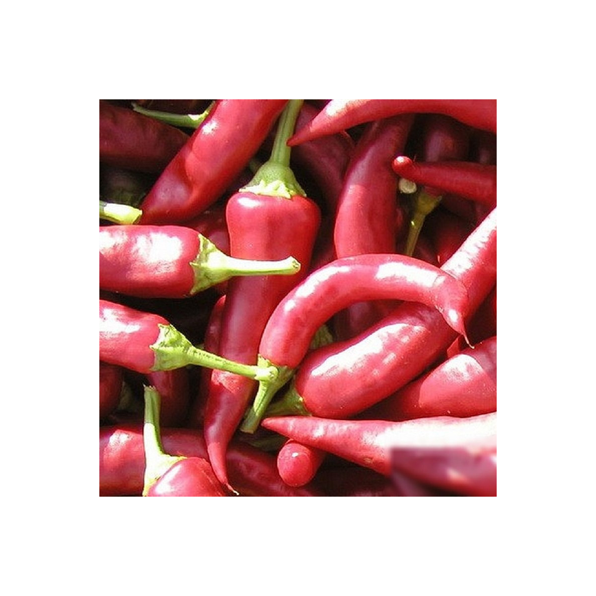 Paprika Žitava - Capsicum annuum - predaj semien - 30 ks