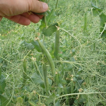 Hrach Kudrnáč - Pisum sativum - predaj semien - 35 ks