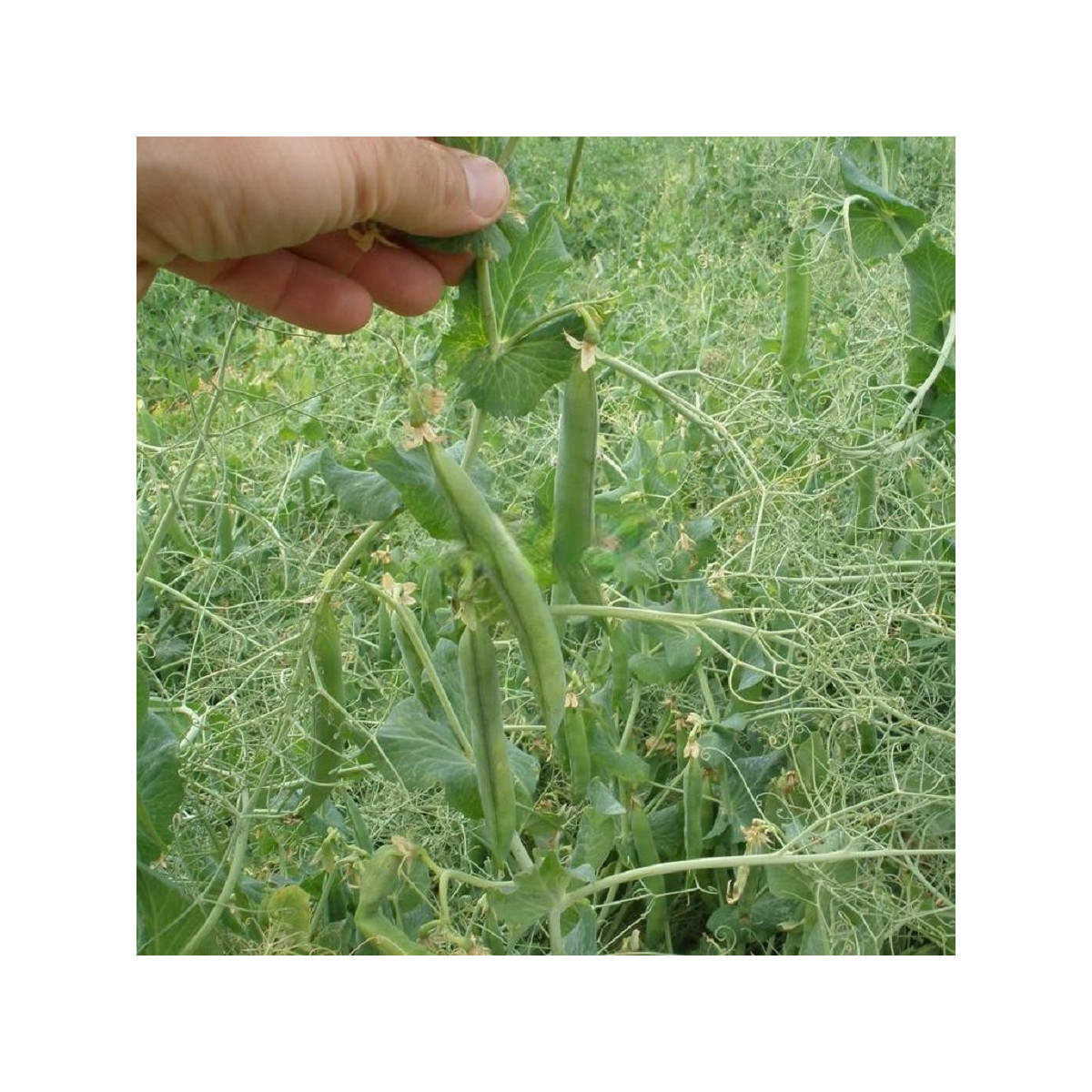 Hrach Kudrnáč - Pisum sativum - predaj semien - 35 ks