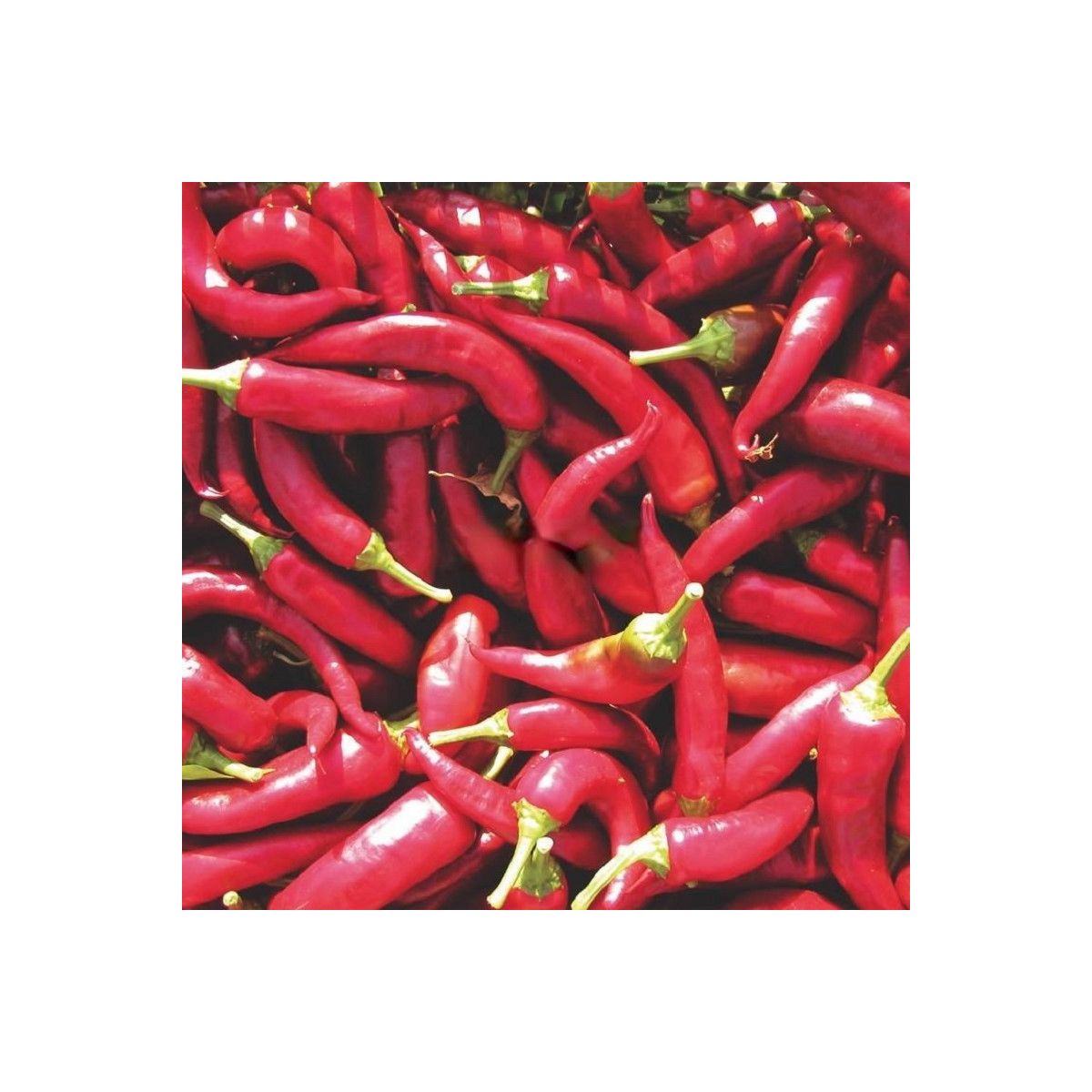 Paprika Kora Zel - Capsicum annuum - predaj semien - 40 ks