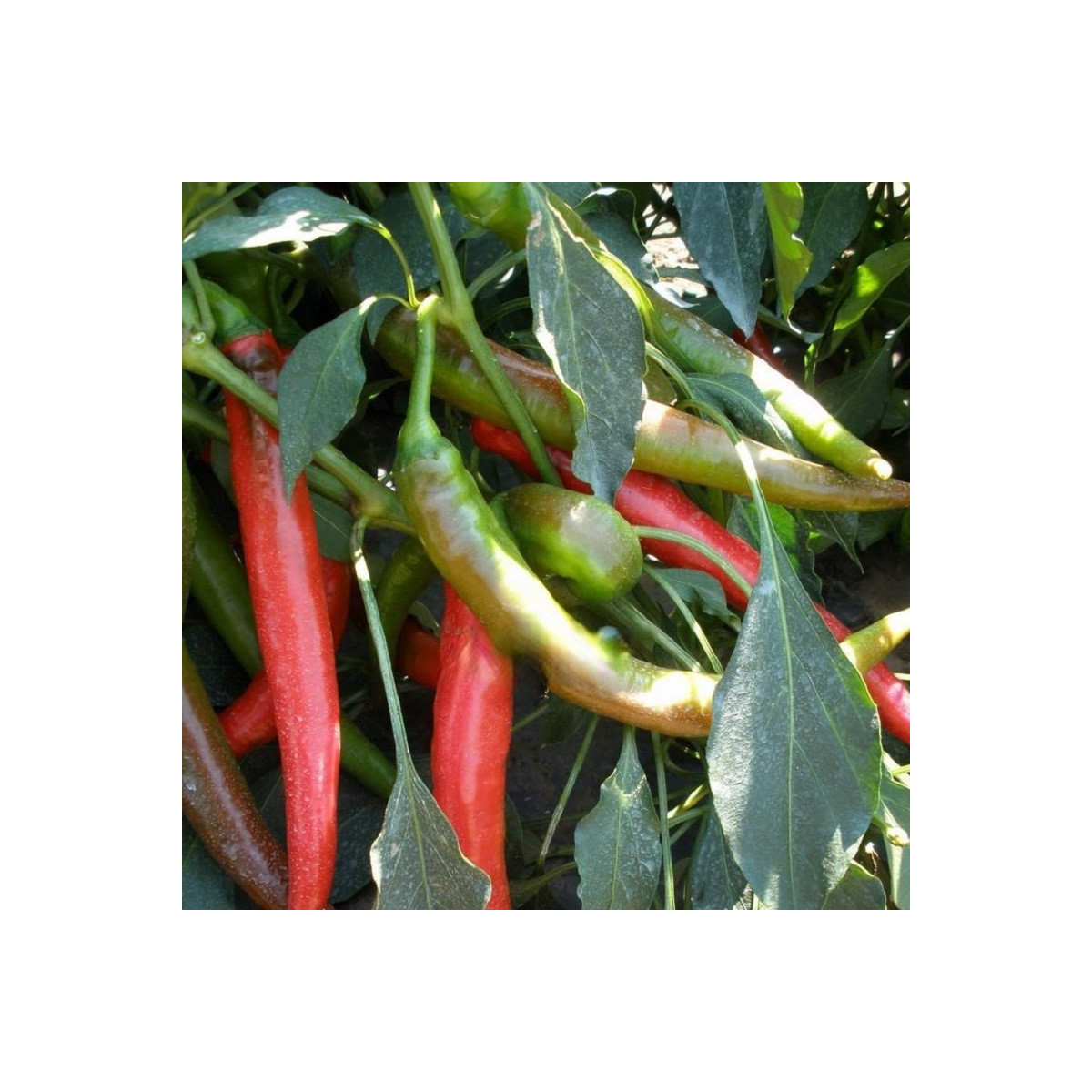 Paprika Pálivec - Capsicum annuum - predaj semien - 20 ks