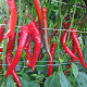 Paprika Pálivec - Capsicum annuum - predaj semien - 20 ks
