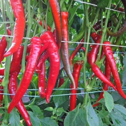 Paprika Pálivec - Capsicum annuum - predaj semien - 20 ks