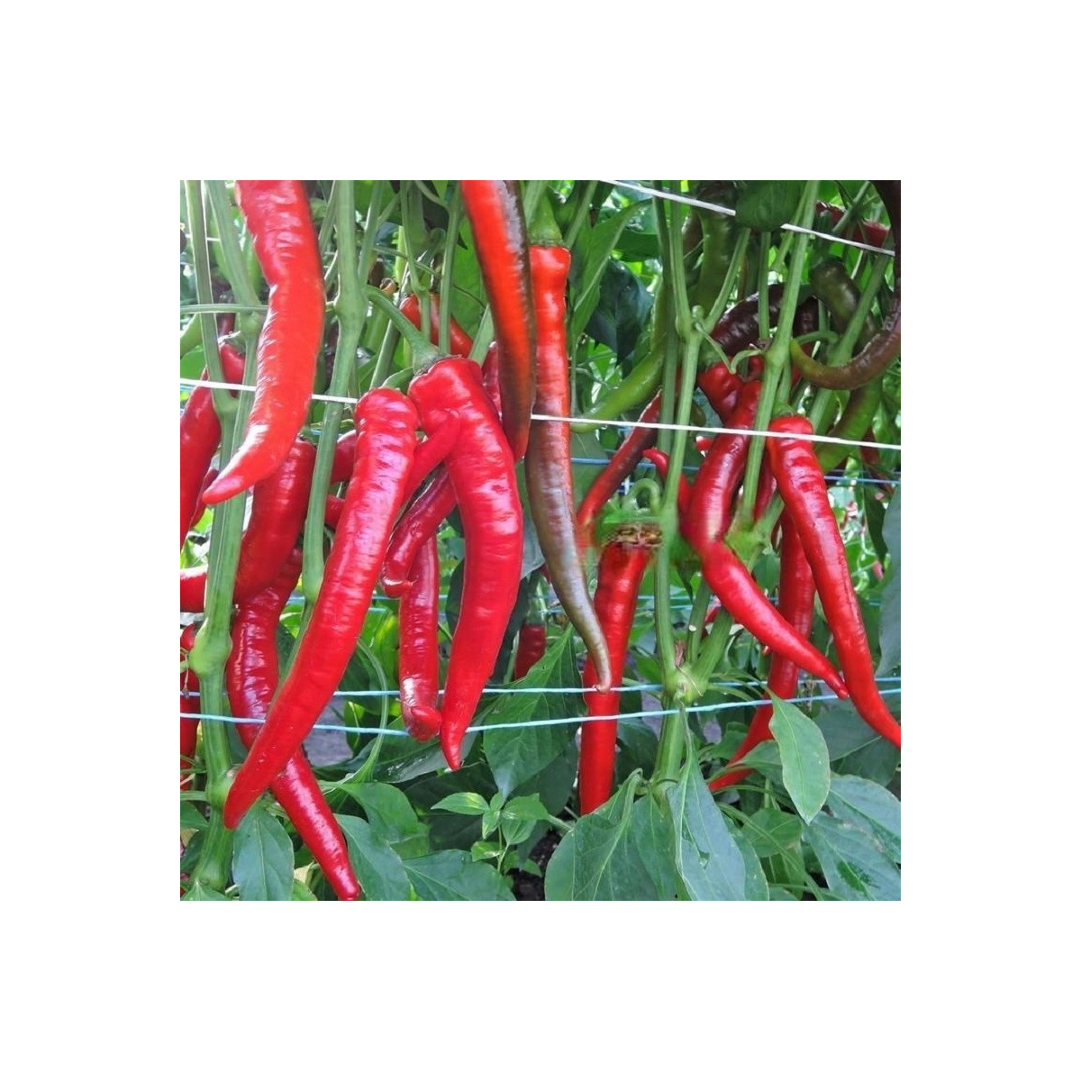 Paprika Pálivec - Capsicum annuum - predaj semien - 20 ks