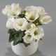 Eustoma Carmen Ivory - Eustoma grandiflorum - predaj semien - 12 ks
