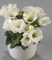 Eustoma Carmen Ivory - Eustoma grandiflorum - predaj semien - 12 ks