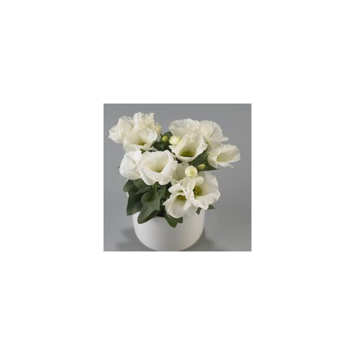 Eustoma Carmen Ivory F1 - Eustoma grandiflorum - predaj semien - 12 ks