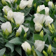 Eustoma Carmen Ivory - Eustoma grandiflorum - predaj semien - 12 ks