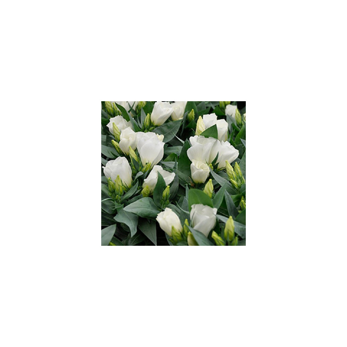 Eustoma Carmen Ivory - Eustoma grandiflorum - predaj semien - 12 ks