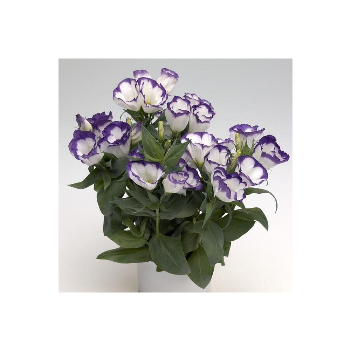 Eustoma Blue Rim F1 - Eustoma grandiflorum - predaj semien - 12 ks