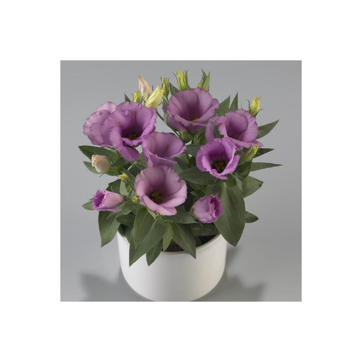 Eustoma Lilac F1 - Eustoma grandiflorum - predaj semien - 12 ks