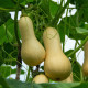 Tekvica maslová Bush Butternut - Cucurbita moschata - predaj semien - 6 ks