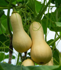 Tekvica maslová Bush Butternut - Cucurbita moschata - predaj semien - 6 ks