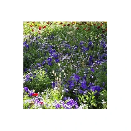 Letničky zmes Záhradný sen v modrom - predaj semien - 0,9 g