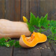 Tekvica maslová Bush Butternut - Cucurbita moschata - predaj semien - 6 ks