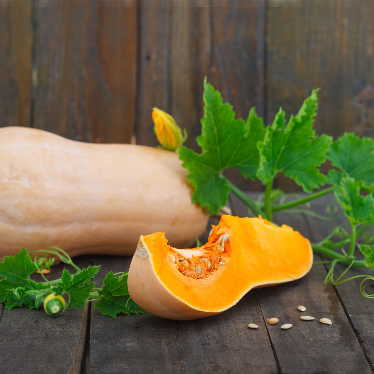 Tekvica maslová Bush Butternut - Cucurbita moschata - predaj semien - 6 ks