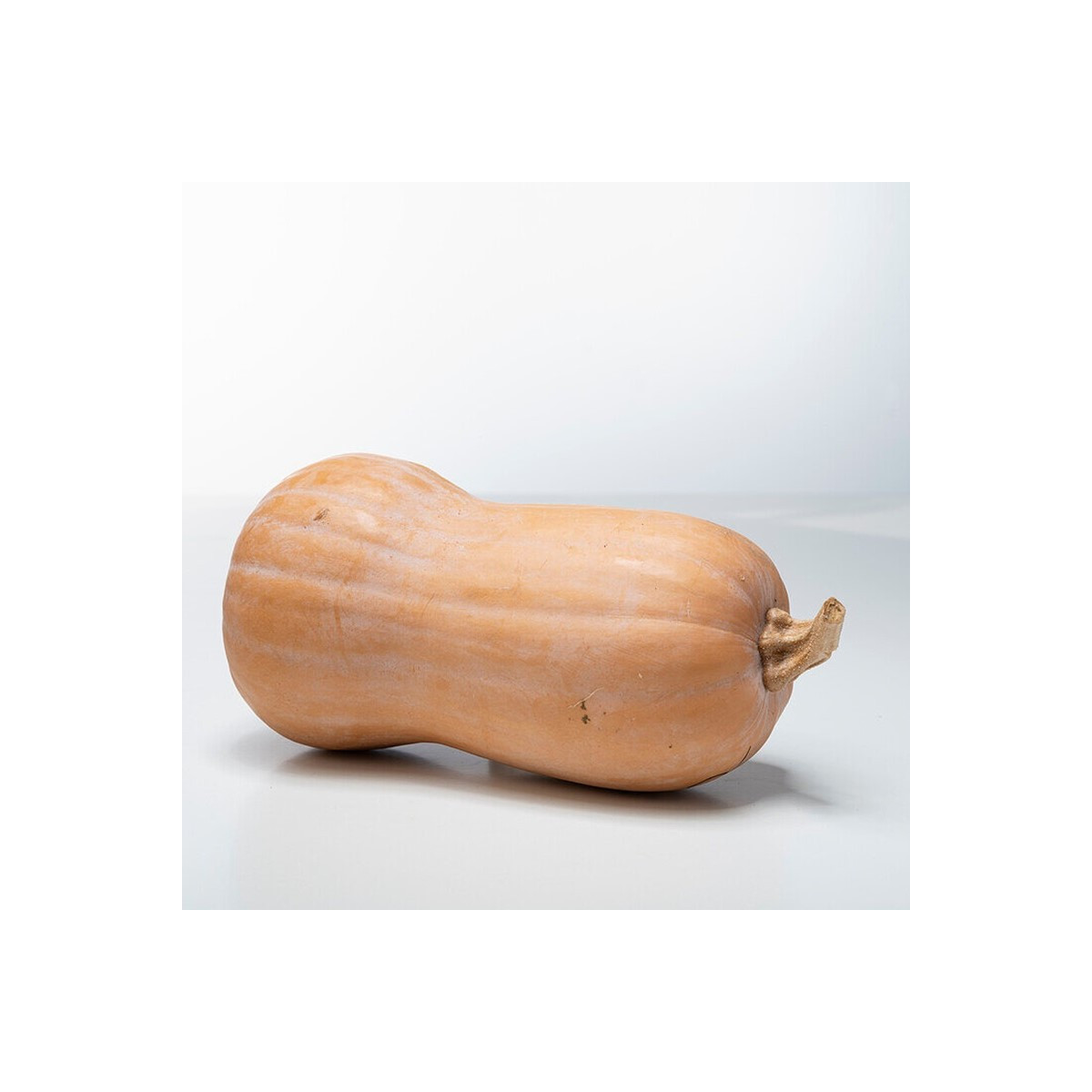 Tekvica maslová Butterfly F1 - Cucurbita moschata - predaj semien - 6 ks