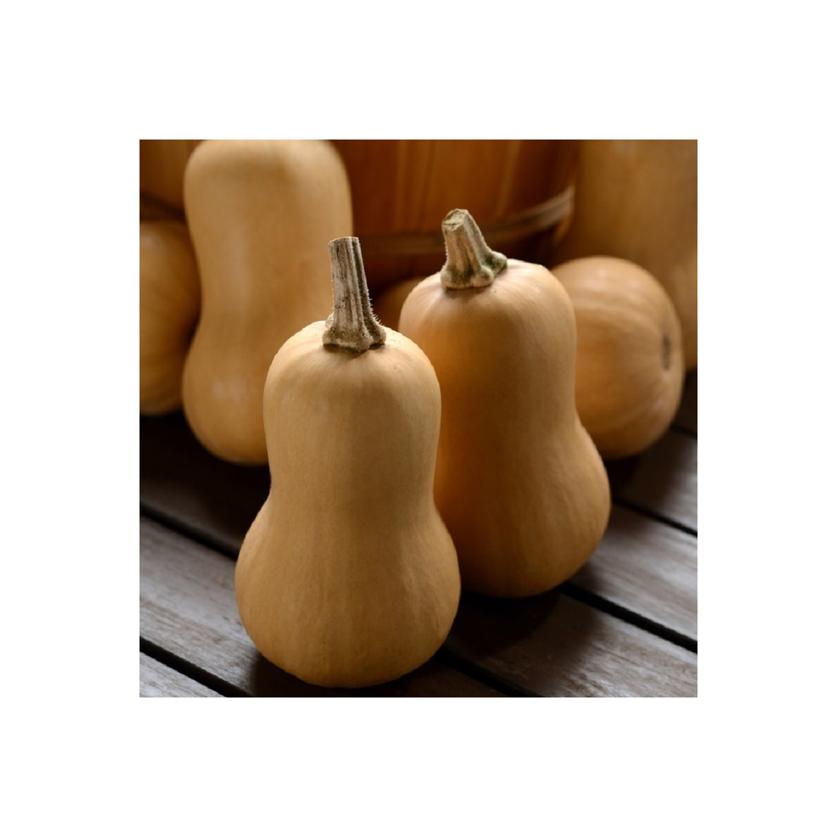 Tekvica maslová Butterbaby F1 PMT - Cucurbita moschata - predaj semien - 6 ks