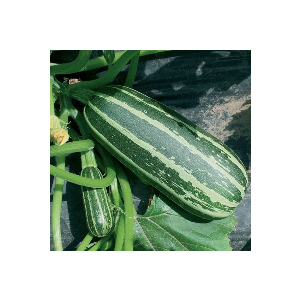 Cuketa Bush Baby F1 Marrow - Cucurbita pepo - predaj semien - 6 ks