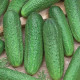 Uhorka Profi F1 - Cucumis sativus - predaj semien - 6 ks
