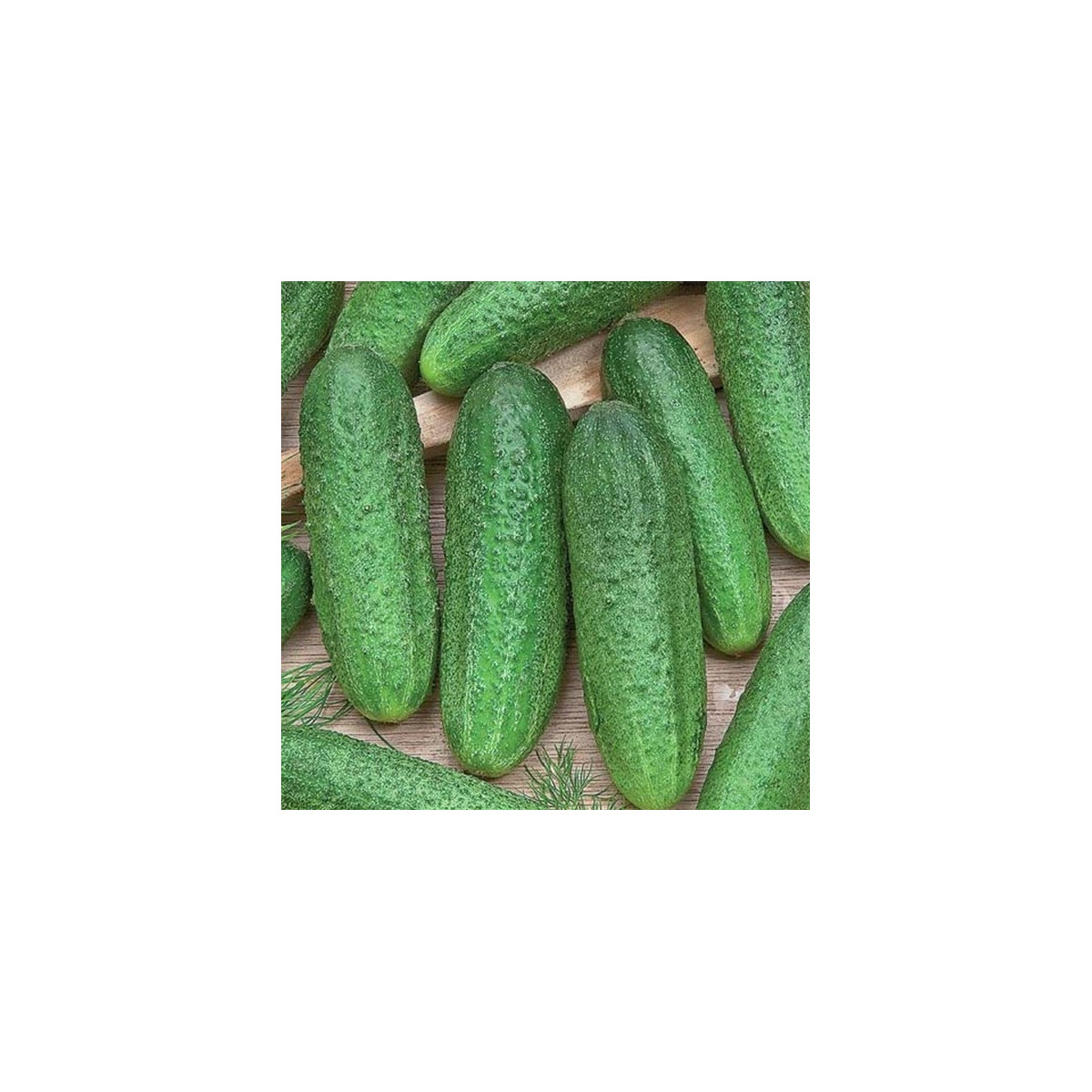 Uhorka Profi F1 - Cucumis sativus - predaj semien - 6 ks