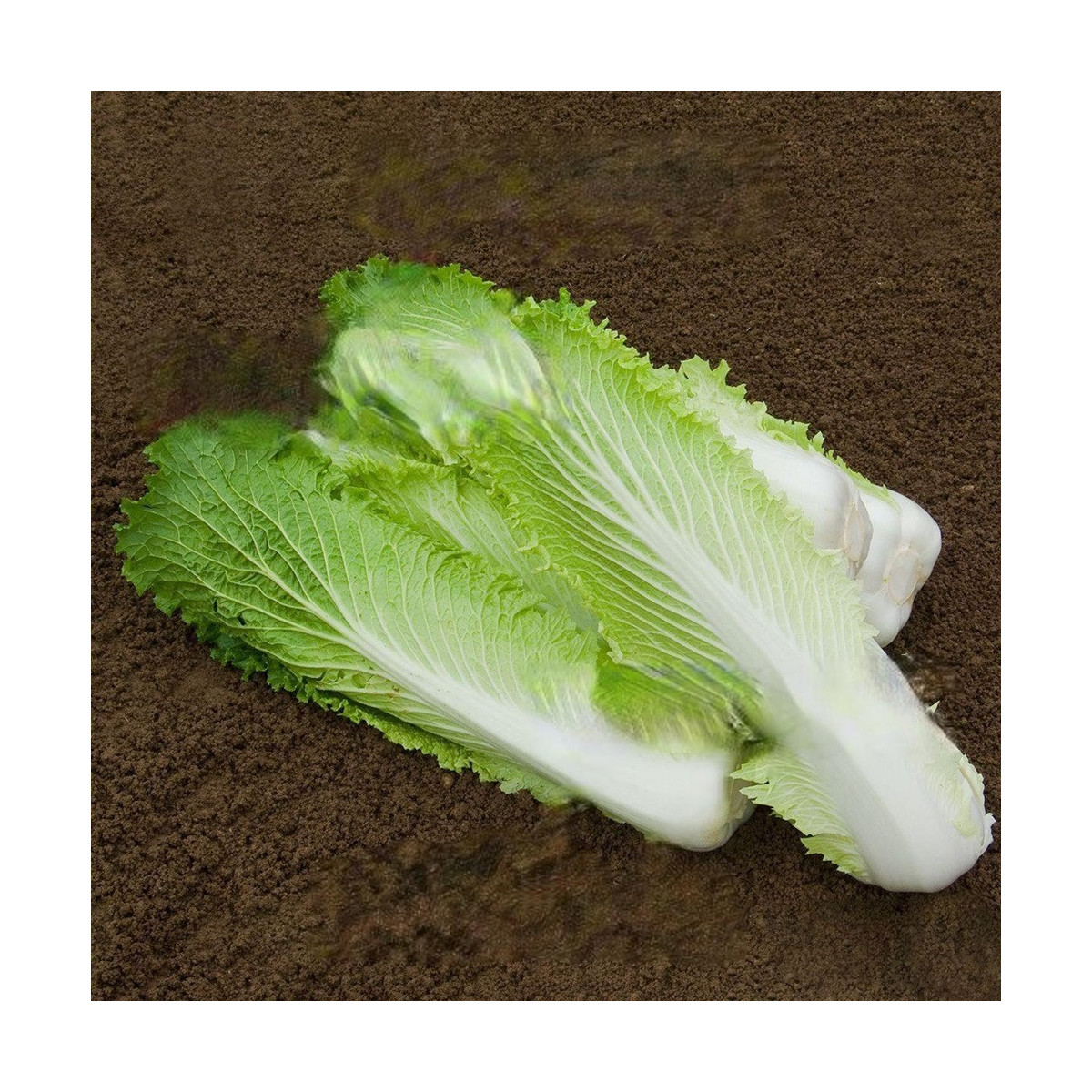 BIO pekinská kapusta Granat - Brassica rapa pekinensis - predaj bio semien - 100 ks