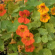 Kapucínka nízka - Alaska Mix - Tropaeolum nanum - predaj semien - 15 ks