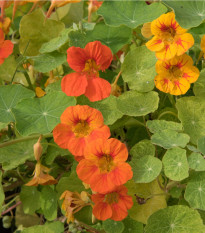 Kapucínka nízka - Alaska Mix - Tropaeolum nanum - predaj semien - 15 ks