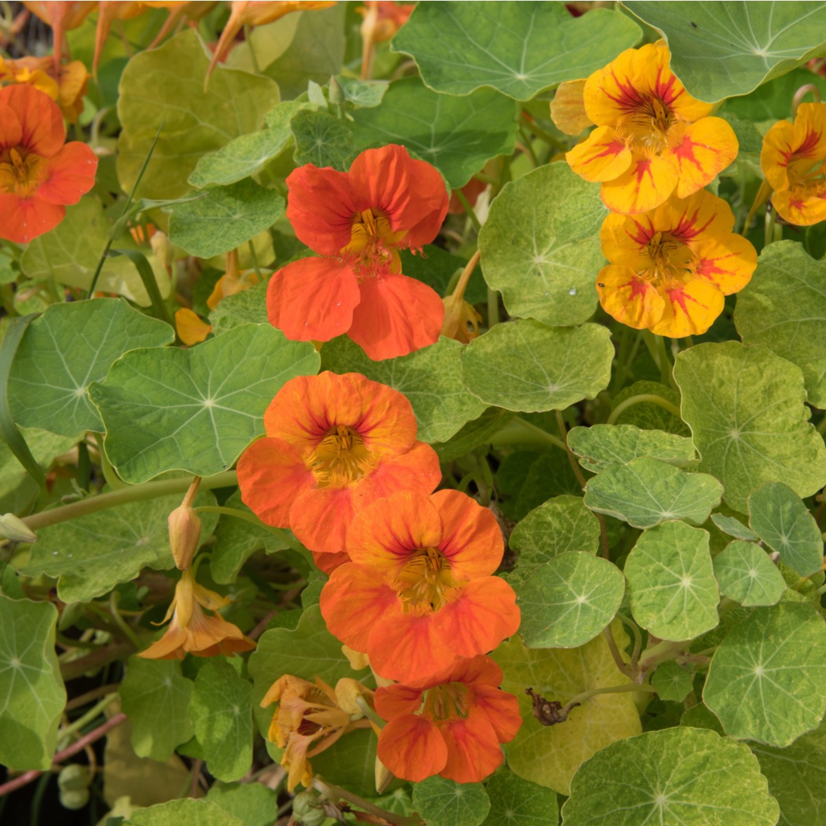 Kapucínka nízka - Alaska Mix - Tropaeolum nanum - predaj semien - 15 ks