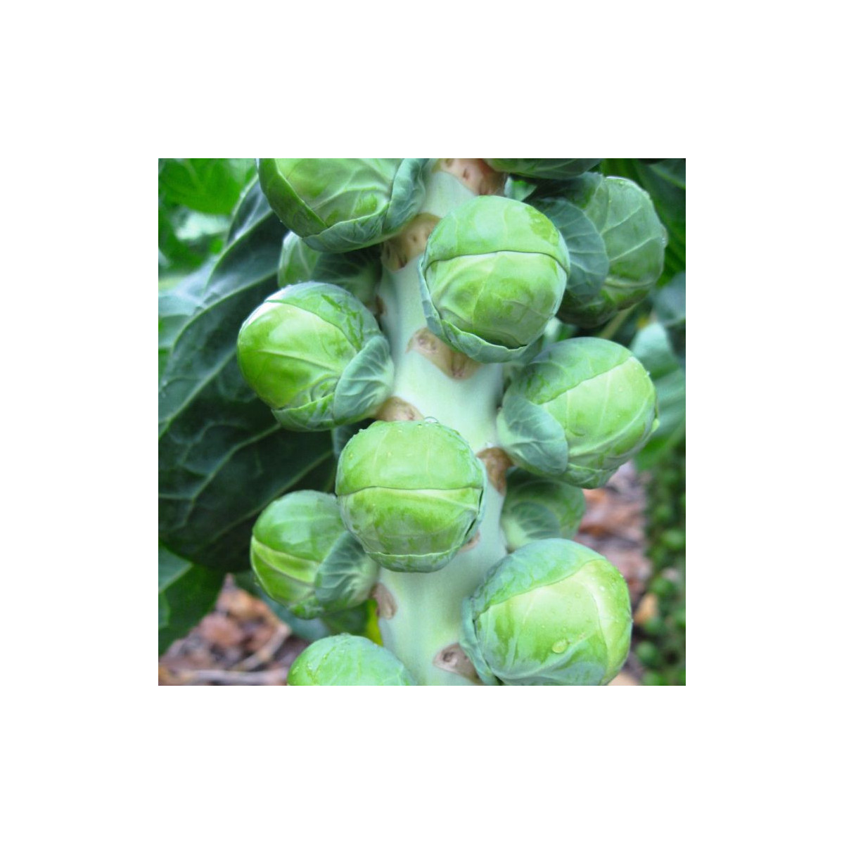 BIO Kel ružičkový Neptuno F1 - Brassica oleracea var. gemmifera - predaj semien - 20 ks