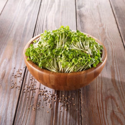 BIO Rukola - predaj bio semien na klíčenie - 50 g