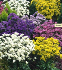 Limonka zohnutá - zmes farieb - Limonium sinuatum - predaj semien - 80 ks