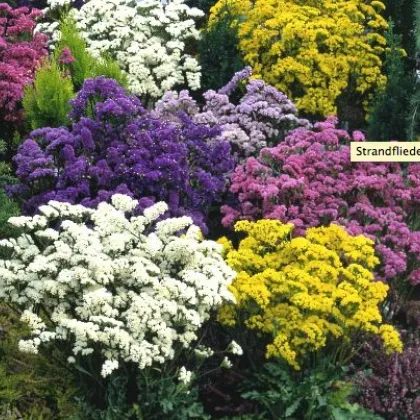 Limonka zohnutá - zmes farieb - Limonium sinuatum - predaj semien - 80 ks