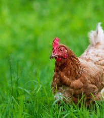 Tráva pre sliepky - Kiepenkerl - predaj semien - 25 g