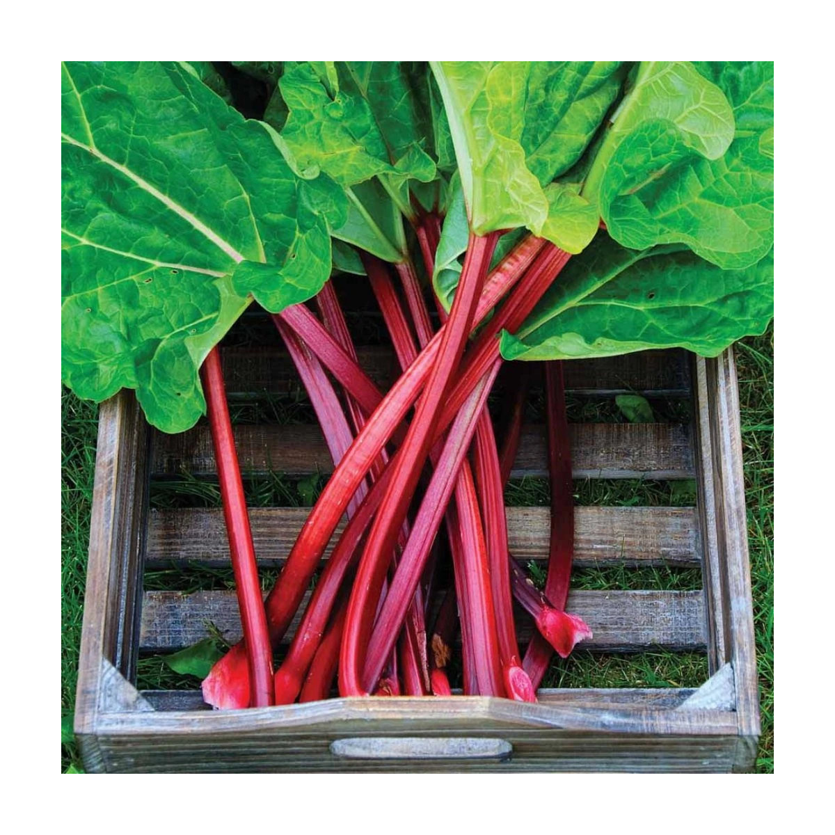 Rebarbora Holsteiner Blut - Rheum rhabarbarum - predaj jednoducho korenených sadeníc - 1 ks