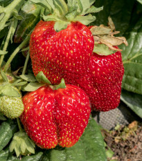 Jahodník Polka - Fragaria ananassa - predaj jednoducho korenených sadeníc - 3 ks