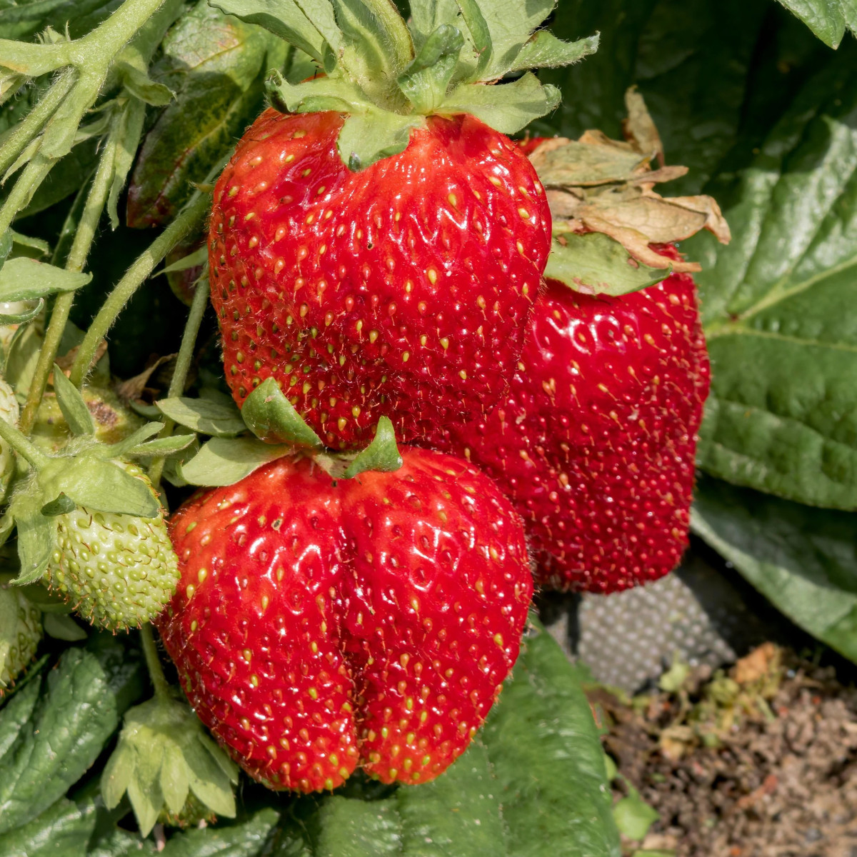 Jahodník Polka - Fragaria ananassa - predaj jednoducho korenených sadeníc - 3 ks