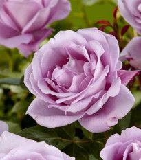 Ruža veľkokvetá pnúca fialová - Rosa - predaj jednoducho korenených sadeníc - 1 ks