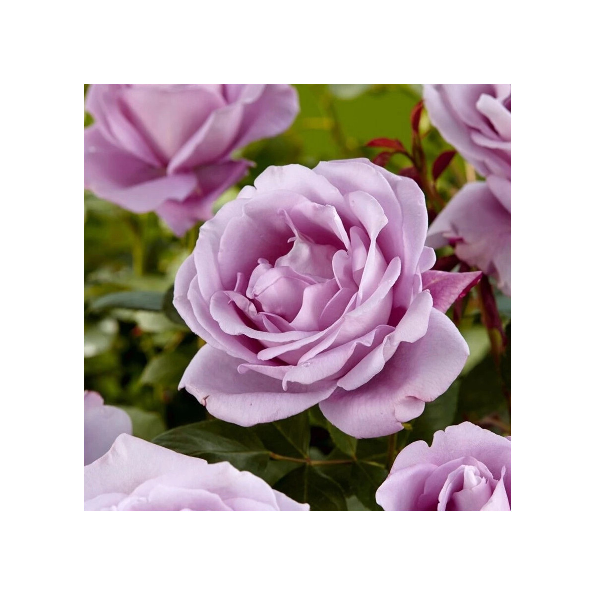 Ruža veľkokvetá pnúca fialová - Rosa - predaj jednoducho korenených sadeníc - 1 ks