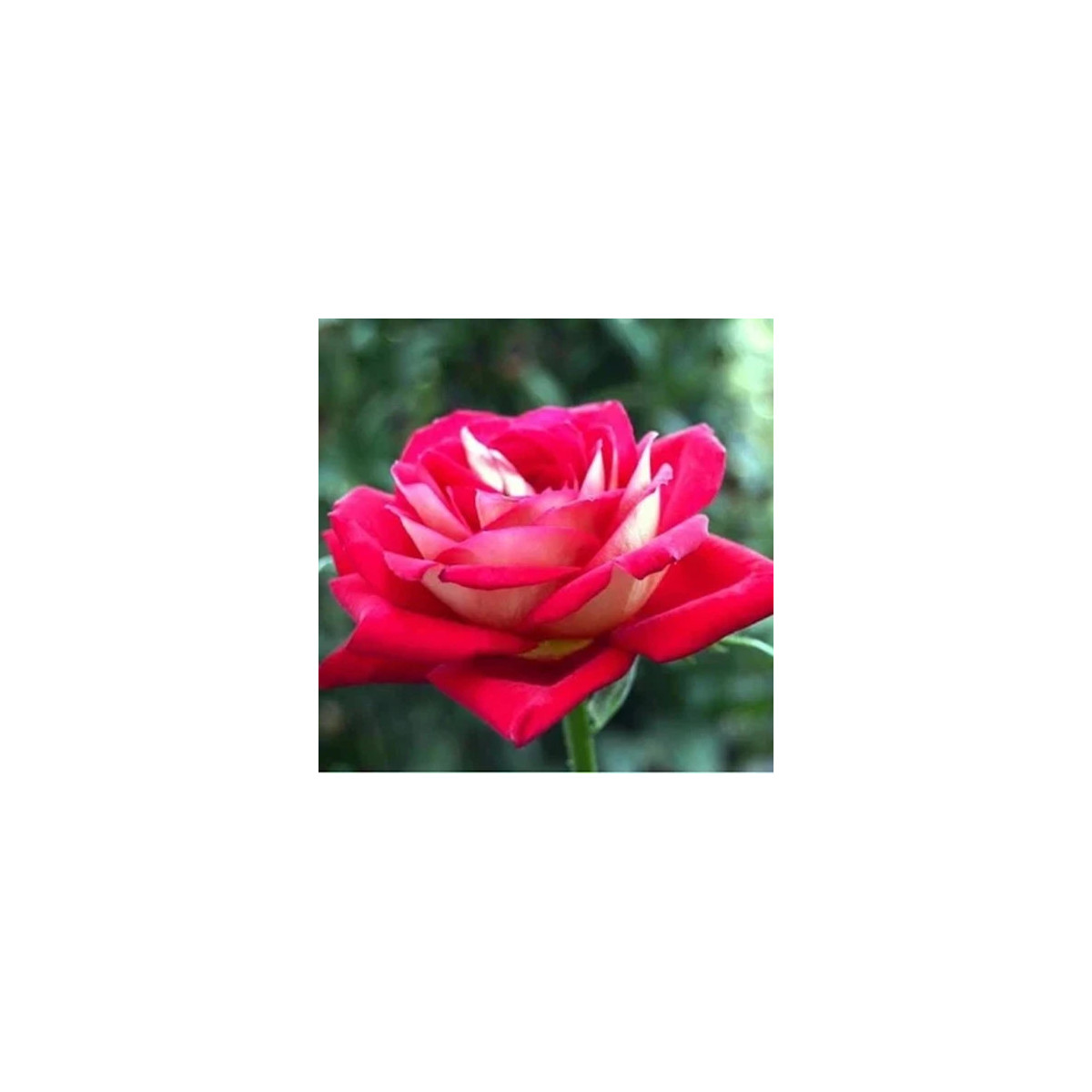 Ruža veľkokvetá kríková červenobiela - Rosa - predaj jednoducho korenených sadeníc - 1 ks