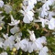 Lobelka drobná nízka - zmes - Lobelia erinus - semiačka - 1000 ks