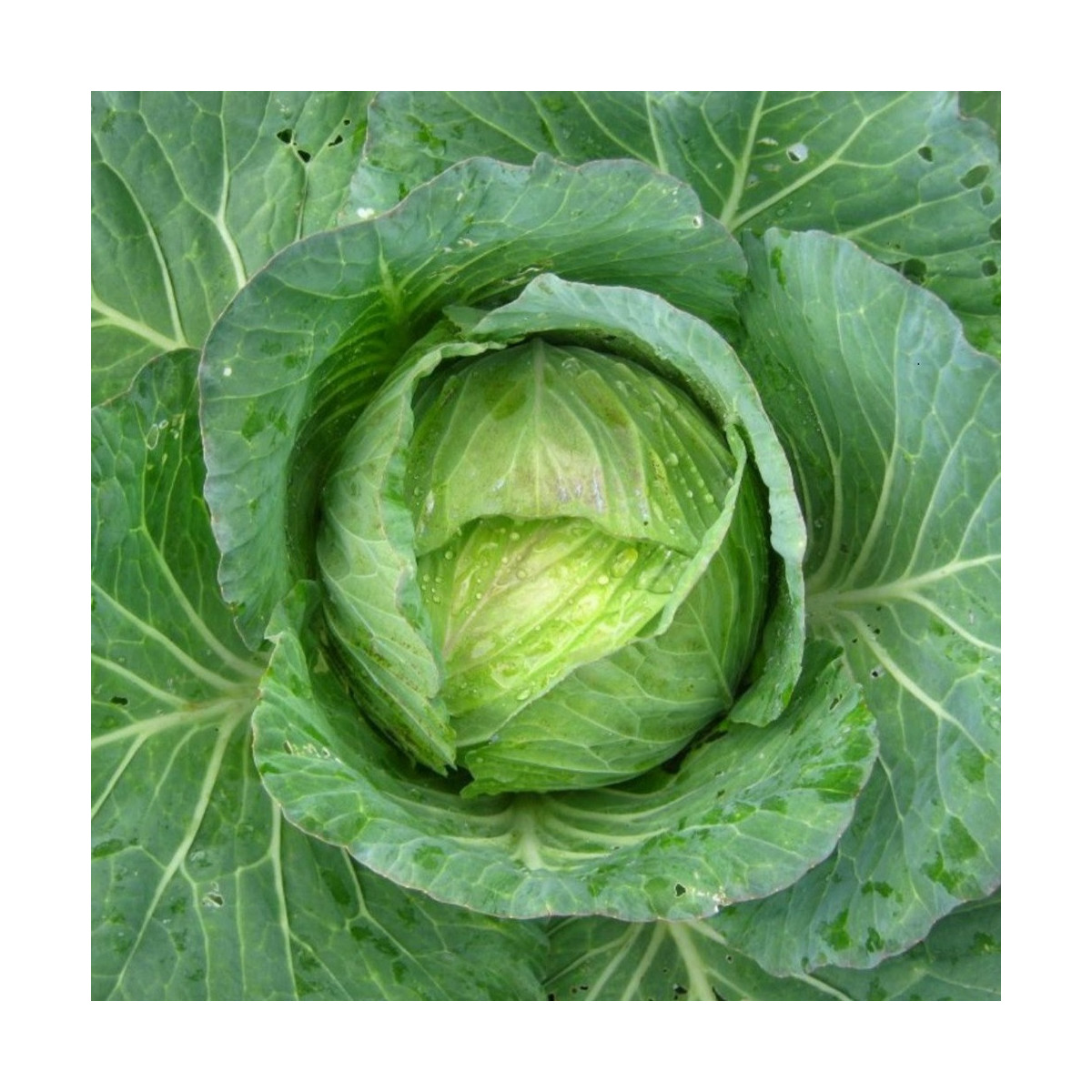 Kel hlávkový Predzvesť - Brassica oleracea var. Sabauda - predaj semien - 100 ks