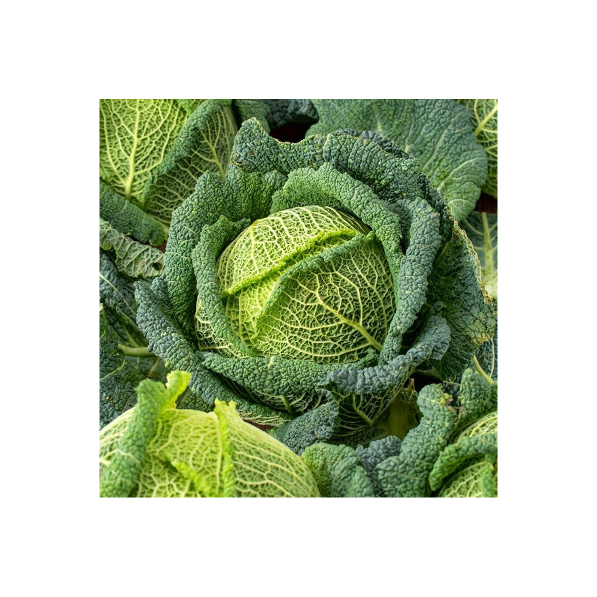 Kel hlávkový Blistra F1 - Brassica oleracea - predaj semien - 35 ks