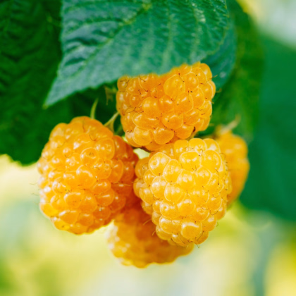 Maliník žltý - Rubus idaeus - predaj jednoducho korenených sadeníc - 1 ks