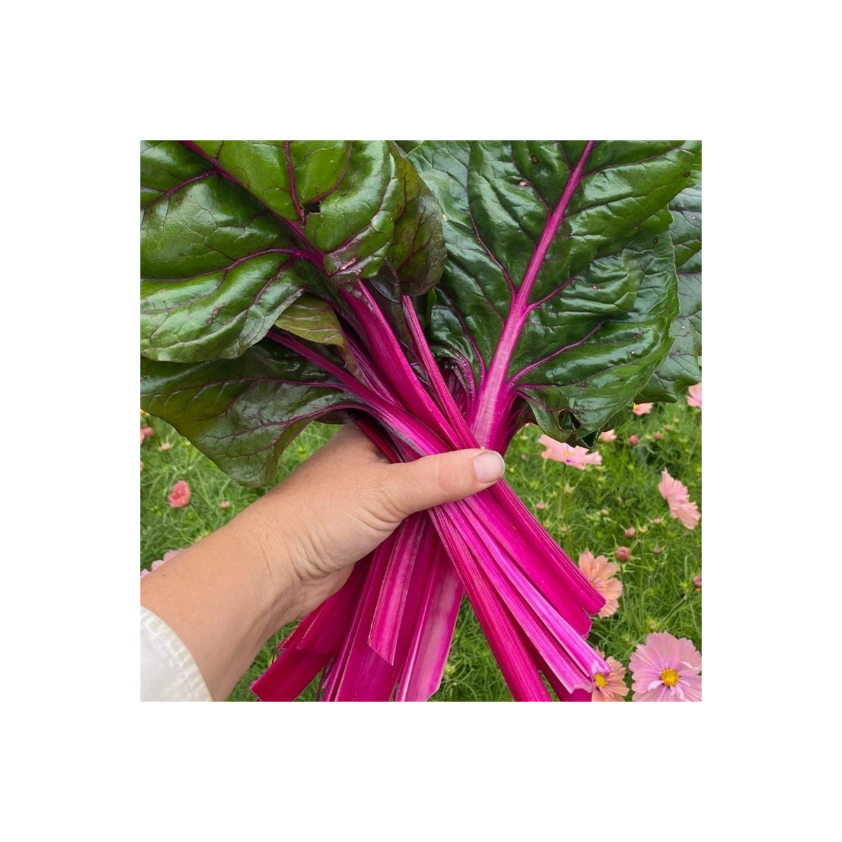 Mangold Magenta Sunset - Beta vulgaris - predaj semien - 30 ks