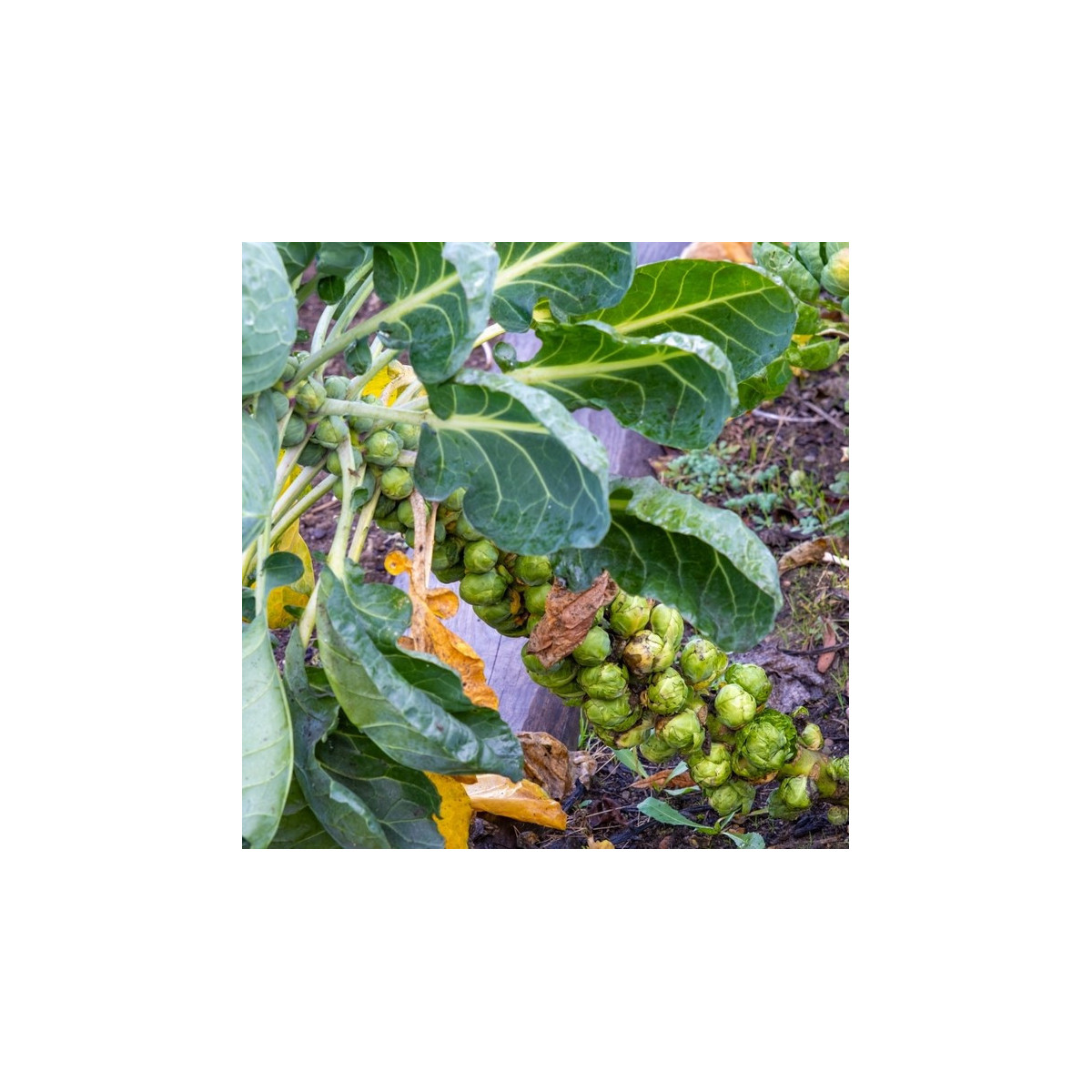 BIO Kel ružičkový Groninger - Brassica oleracea - predaj bio semien - 50 ks