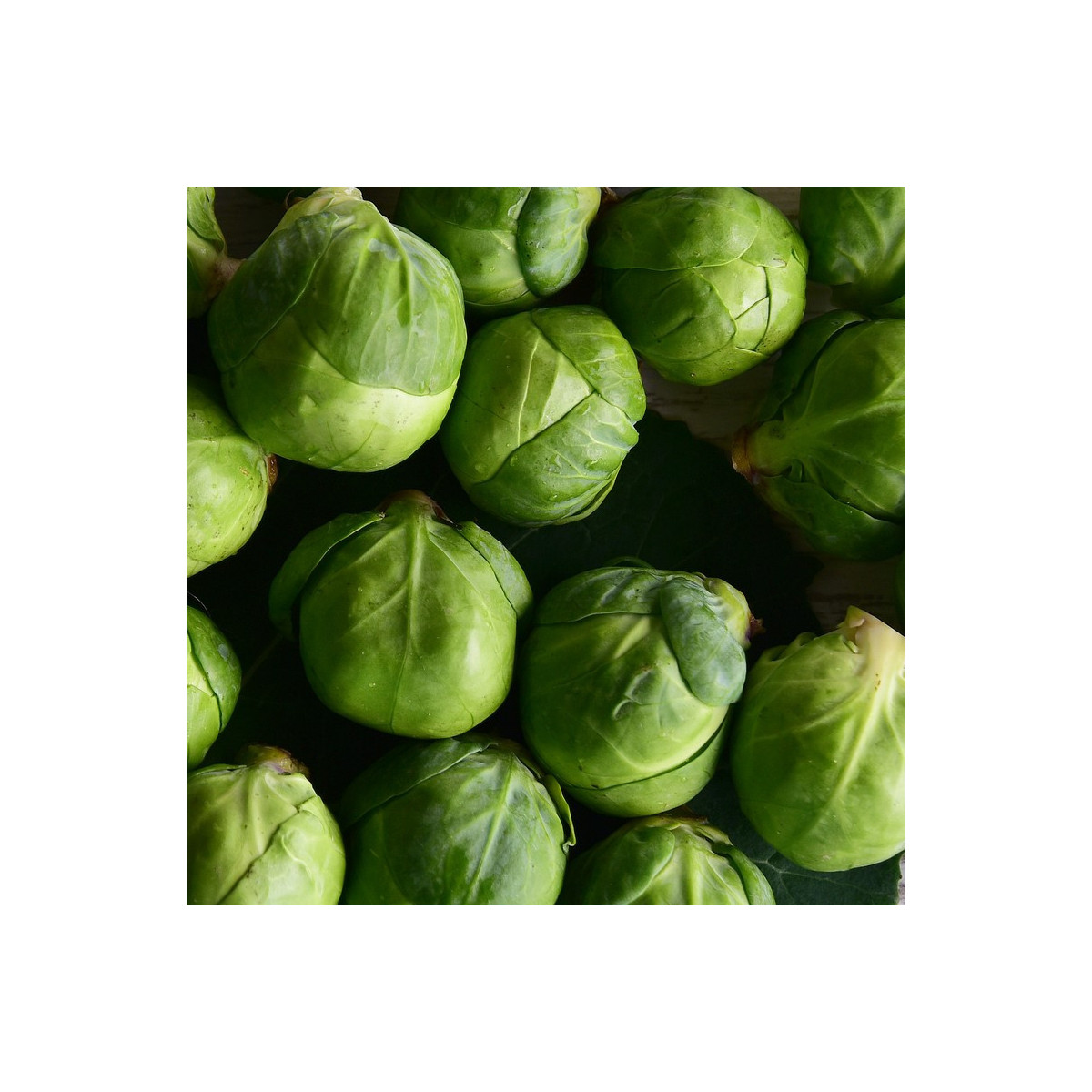 BIO Kel ružičkový Nautic F1 - Brassica oleracea - predaj semien - 20 ks